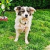 Snoopy ein verschmuster kleiner Kerl