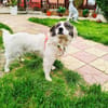 Snoopy ein verschmuster kleiner Kerl