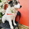 Snoopy ein verschmuster kleiner Kerl