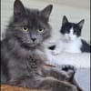 Tiki & Sophie Dreamteam sucht Familie