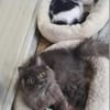 Tiki & Sophie Dreamteam sucht Familie