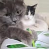 Tiki & Sophie Dreamteam sucht Familie