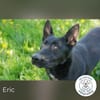 Eric: Black beauty sucht seine Menschen