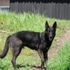 Eric: Black beauty sucht seine Menschen