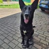 Eric: Black beauty sucht seine Menschen