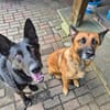 Eric: Black beauty sucht seine Menschen