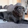 Klein Mü sucht einen Einzelplatz