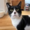Enzo sucht Dich