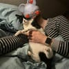 Enzo sucht Dich