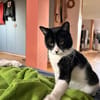 Enzo sucht Dich