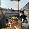 Enzo sucht Dich