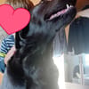 Bandit - Hundekenner aufgepasst!