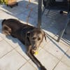 Bandit - Hundekenner aufgepasst!