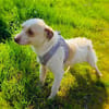 Lieber Gero sucht eine Familie
