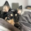 Liebevolle JOJO sucht liebevolle Familie