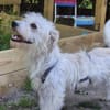 Calin - der ausgeglichene Herzenshund