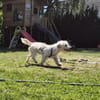 Calin - der ausgeglichene Herzenshund