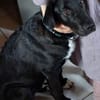 Willi ein traumhafter Welpe