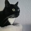 LUMPI sucht dringend Zuhause!