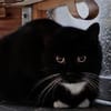 LUMPI sucht dringend Zuhause!