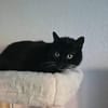 LUMPI sucht dringend Zuhause!