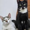 Holly & Jimmy Freundliches Katzenpärchen