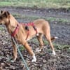 Canelo ein ganz besonderer Hund