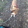 Canelo ein ganz besonderer Hund