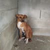 Canelo ein ganz besonderer Hund
