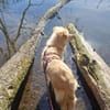 Leo (braucht Geduld,24222 Schwentinental
