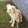 Leo (braucht Geduld,24222 Schwentinental