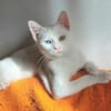 Alfy Schneeweißer Kater sucht Familie
