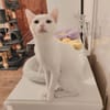 Alfy Schneeweißer Kater sucht Familie