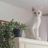 Alfy Schneeweißer Kater sucht Familie