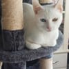 Alfy Schneeweißer Kater sucht Familie