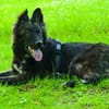 Wolfi - Kleiner Tollpatsch auf der Suche