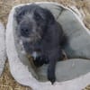 Minimaus 32 cm (Pflegestelle)