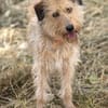 Dexie sucht ihre Familie
