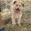 Dexie sucht ihre Familie