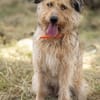 Dexie sucht ihre Familie
