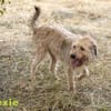 Dexie sucht ihre Familie