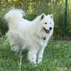 Aska