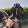 Lola