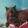 SALEM