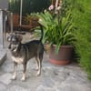 ZEUS