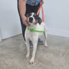 BENJI