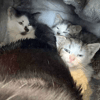Mum & Kittens