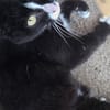 CLEO