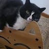CLEO