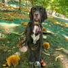 SAMY